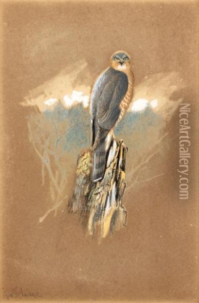 Sparrowhawk Oil Painting - George Edward Lodge