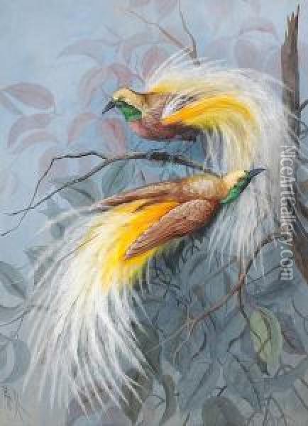 Two Male Birds Of Paradise In The Branches Of A Tree Oil Painting - Marian Ellis Rowan