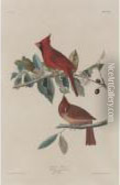 Cardinal Grosbeak Oil Painting - John James Audubon