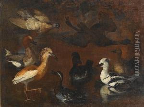 A Smew, Garganey, Squacco Heron, Wigeon, Glossy Ibis And Ducks In A Landscape Oil Painting - Pietro Nieri Scacciati