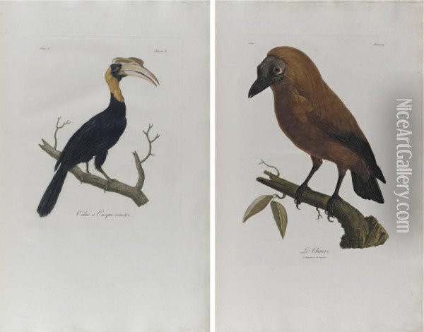 Histoire Naturelle D'une Partie D'oiseaux Nouveaux Et Rares De L'amerique Et Des Indes Oil Painting - Francois Levaillant