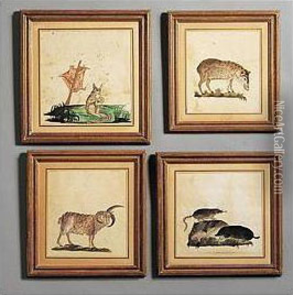 Two Watercolors Depicting Rodents, Signed Robert Kretschmer Cheivonitis Variegatus Ill.; Together With Six Similar Rodent Watercolors. All Within Giltwood Frames. (8 Pieces) Oil Painting - Robert Kretschmer