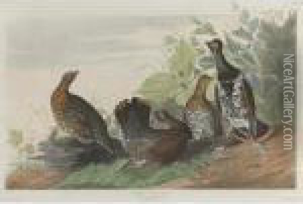 Spotted Or Canada Grouse (plate Clxxvi) Oil Painting - John James Audubon