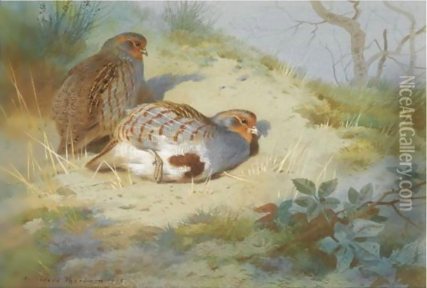 A Pair Of Partridges On A Sandy Bank Oil Painting - Archibald Thorburn