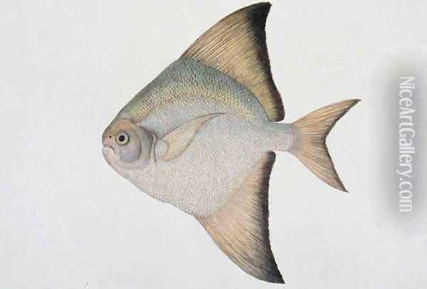White Pamphlet, Eekan Bawal Pootie, from 'Drawings of Fishes from Malacca', c.1805-18 Oil Painting - Anonymous Artist
