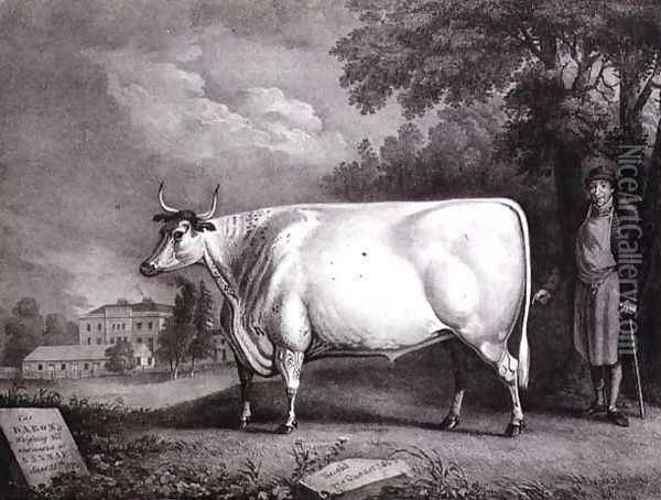 The Baron, a prize shorthorn (The Nannau White Cow), 1824 Oil Painting - Daniel Clowes