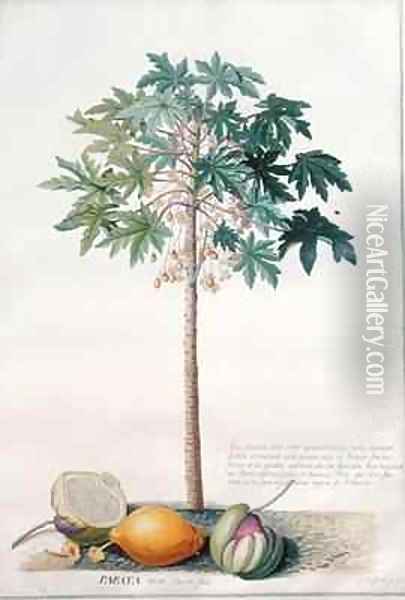 Pawpaw Tree Oil Painting - Georg Dionysius Ehret