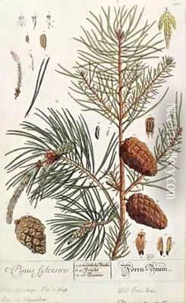 Pine Tree, from 'A Curious Herbal' Oil Painting - Elizabeth Blackwell