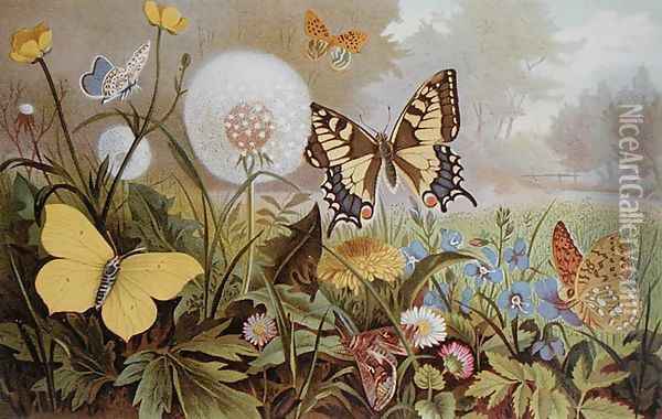 Butterflies, illustration from an Hungarian natural history book, c.1900 Oil Painting - Alfred Brehm