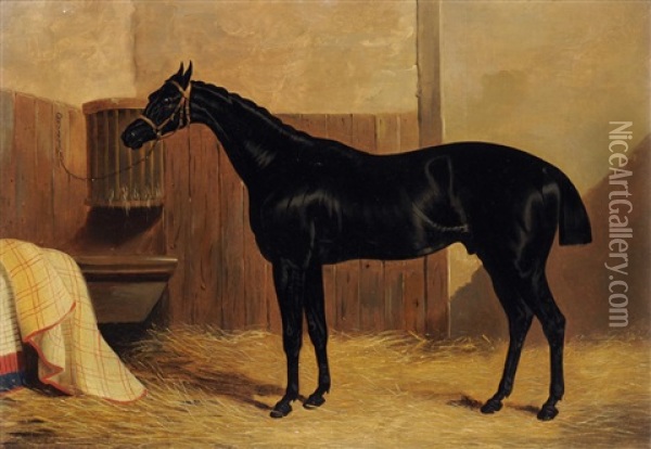 A Portrait Of The Horse 