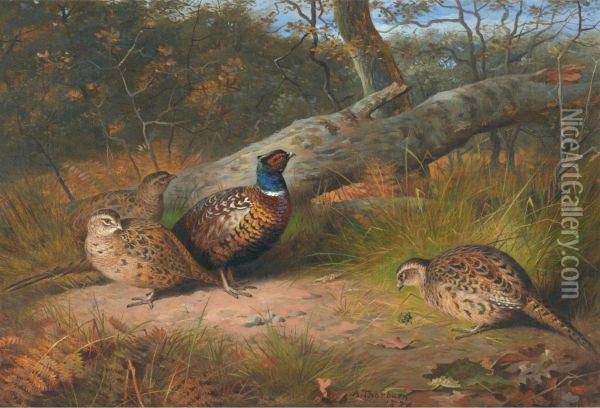 The Fallen Beech- A Cock And Three Hen Pheasants With A Wasp Oil Painting - Archibald Thorburn