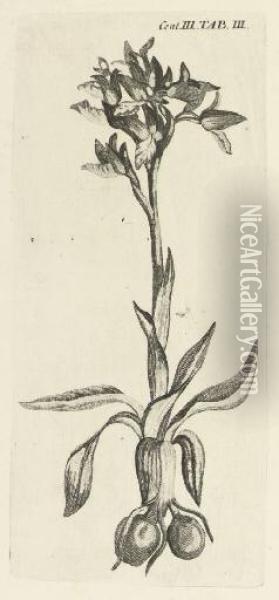 Plantarum Minus Cognitarum ... Plantas Circa Byzantium & In Oriente Observatas Oil Painting - Johann Christian Buxbaum