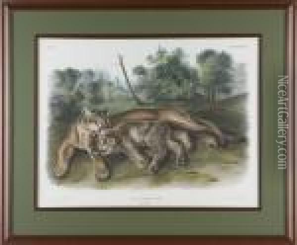 Cougar Oil Painting - John James Audubon