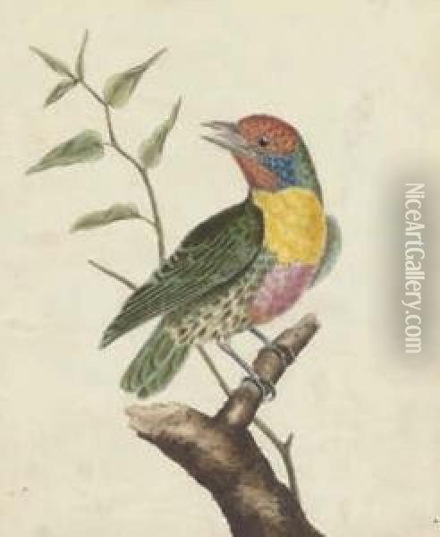 Ornithological Studies Oil Painting - Francois Nicolas Martinet