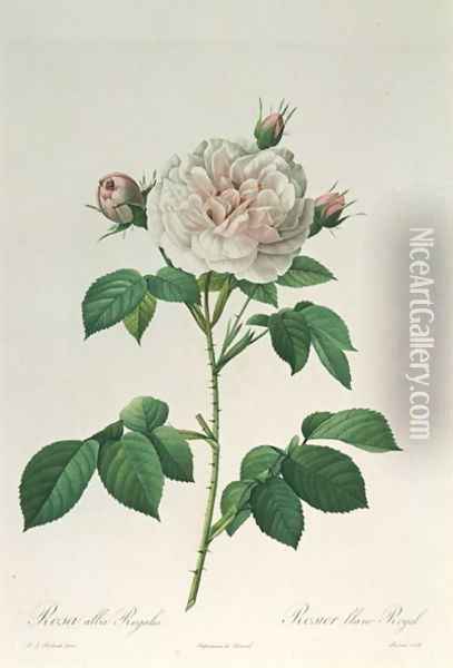 Rosa Alba Regalis, engraved by Bessin Oil Painting - Pierre-Joseph Redoute