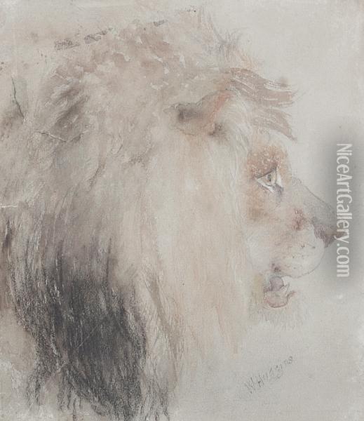 Study Of A Lion's Head Oil Painting - William Huggins