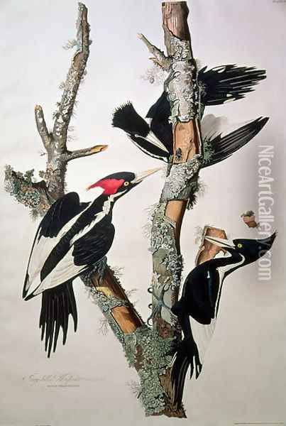 Vory-billed Woodpecker, from 'Birds of America', 1829 Oil Painting - John James Audubon