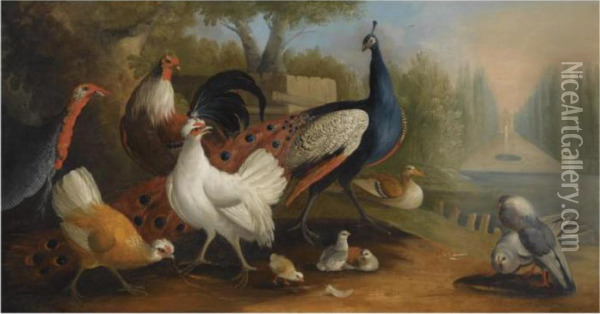 A Peacock, A Turkey, Chickens And Doves In A Garden Setting Oil Painting - Pieter III Casteels