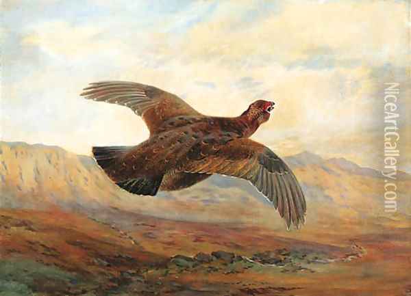 A Red Grouse in flight above Moorland Oil Painting - Archibald Thorburn