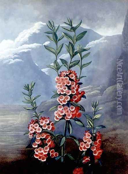 The Narrow-leaved Kalmia or Mountain Laurel, engraved by Caldwell, from The Temple of Flora, pub. 1804 Oil Painting - Philip Reinagle