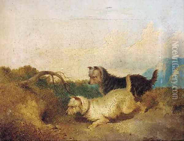 Terriers rabbiting Oil Painting - Paul Jones