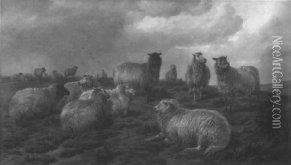 Highland Sheep On An Outcrop Oil Painting - Charles Jones