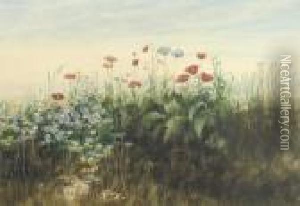 A Bank Of Poppies, Cornflowers, Marigolds And Other Wild Flowers Oil Painting - Andrew Nicholl