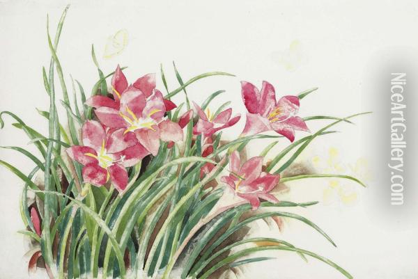 Pink Lilies And Butterflies Oil Painting - Charles Demuth