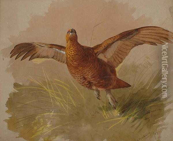 Grouse In Flight Oil Painting - Archibald Thorburn