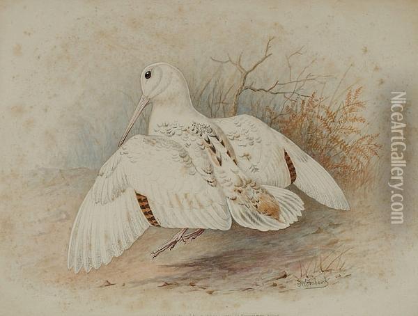 Study Of A White Woodcock Oil Painting - Frederick William Frohawk