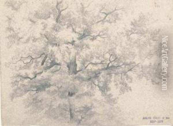 Etude D'arbre Oil Painting - Eugene Viollet-Le-Duc