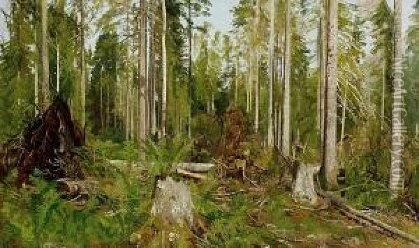 Pine Forest; A Study Oil Painting - Ivan Shishkin