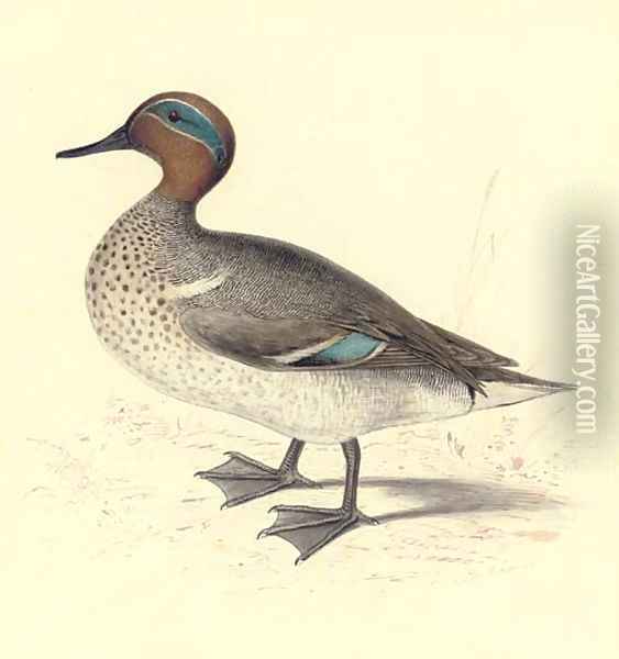 Study of a teal Oil Painting - Edward Lear
