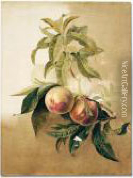 Study Of Peaches On A Branch Oil Painting - Pancrace Bessa