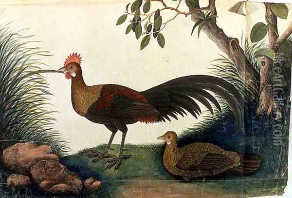 Poultry, from 'Drawings of Birds from Malacca', c.1805-18 Oil Painting - Anonymous Artist