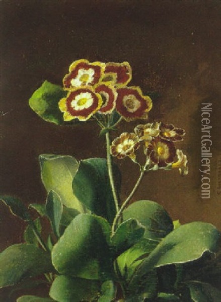 Aurikler Oil Painting - Carl Vilhelm Balsgaard
