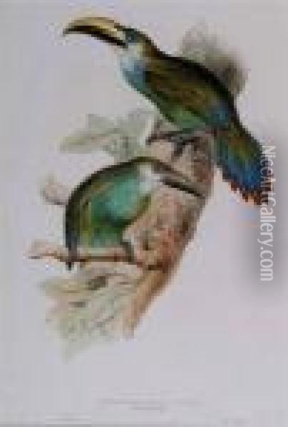 Pteroglossus Prasianus Oil Painting - Edward Lear