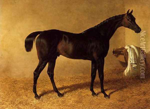 'Dr Syntax', a dark bay racehorse in a loose box Oil Painting - John Frederick Herring Snr