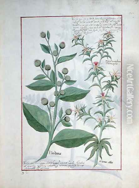 Illustration from the Book of Simple Medicines by Mattheaus Platearius d.c.1161 c.1470 3 Oil Painting - Robinet Testard