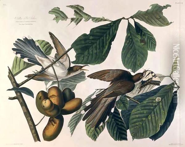 Yellow-billed Cuckoo, from 'Birds of America' Oil Painting - John James Audubon