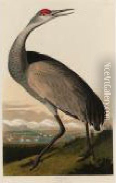 Hooping Crane (plate Cclxi) Oil Painting - John James Audubon