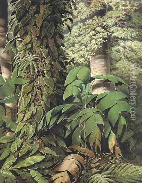 A Brazilian jungle scene with Guarana palms Oil Painting - William Michaud