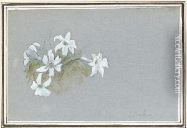 Edelweis Oil Painting - John Ruskin