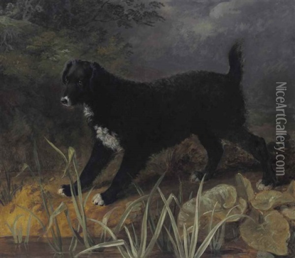 A Portrait Of The Black And White English Water Spaniel 'tim Oil Painting - Sawrey Gilpin