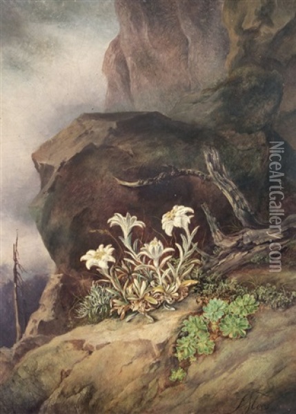 Edelweiss In The High Mountains Oil Painting - Friedrich (Moos) Schauta