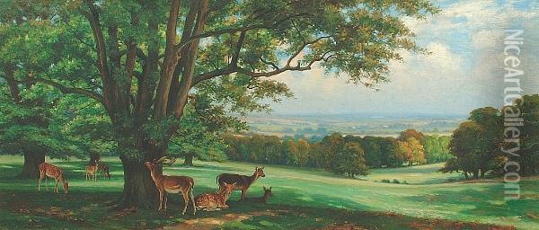 Deer At Rest In Studley Park Oil Painting - Wright Barker