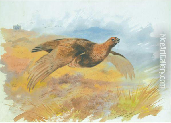 Red Grouse Over The Butts Oil Painting - Archibald Thorburn