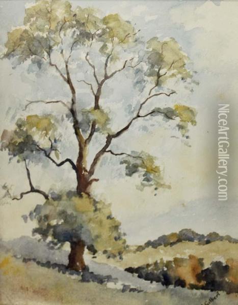 Tree Study Oil Painting - Joseph Francis Gilbert