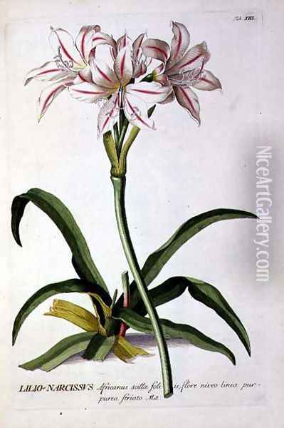 Lilio-Narcissus, from Trew Plantae Selectae Oil Painting - Pierre-Joseph Redoute