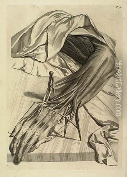 Two Engravings With Etching.
Dissection Of An Arm Muscle Oil Painting - Gerard de Lairesse